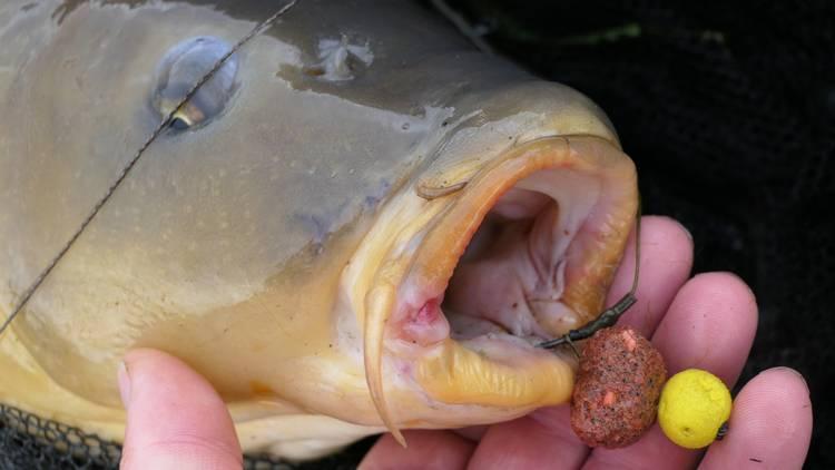 750 Carp on Bloody Chicken