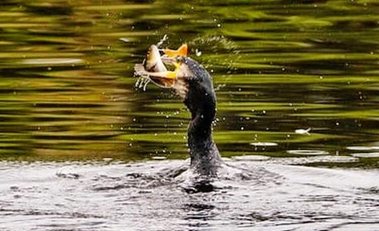 kormoran