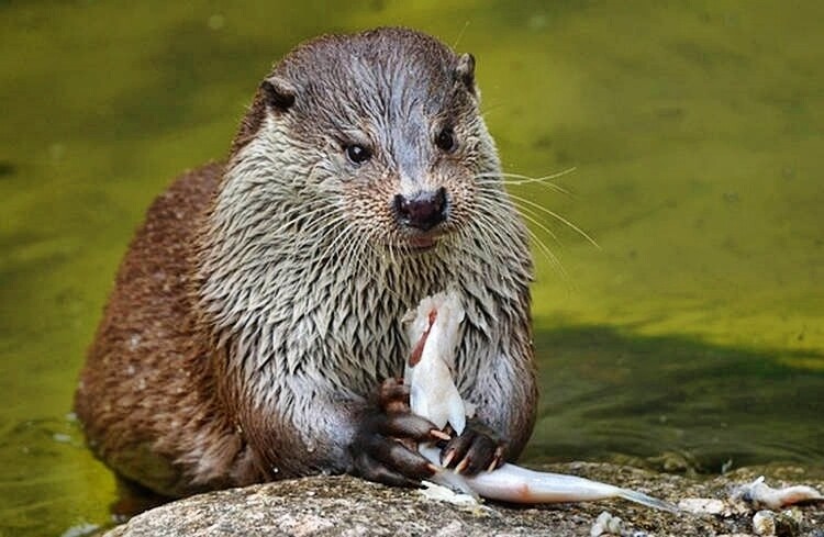 otter