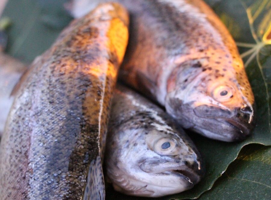 fisch des jahres 2027 forelle