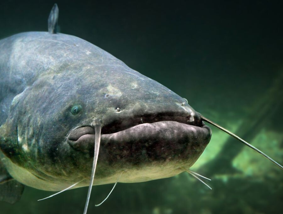 fisch des jahres 2027 waller