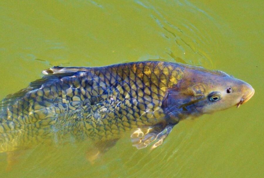fisch des jahres 2027 wildkarpfen